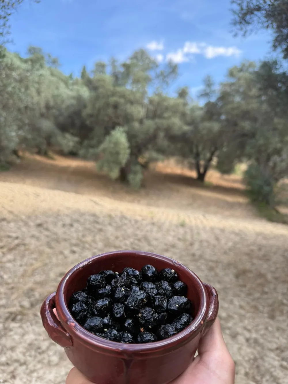 Olive infornate in una ciotola di terracotta, tra gli ulivi